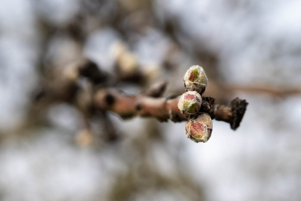 Pre-bloom spray buds showing color