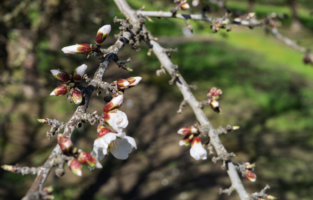 Almond brown rot sensitive stage