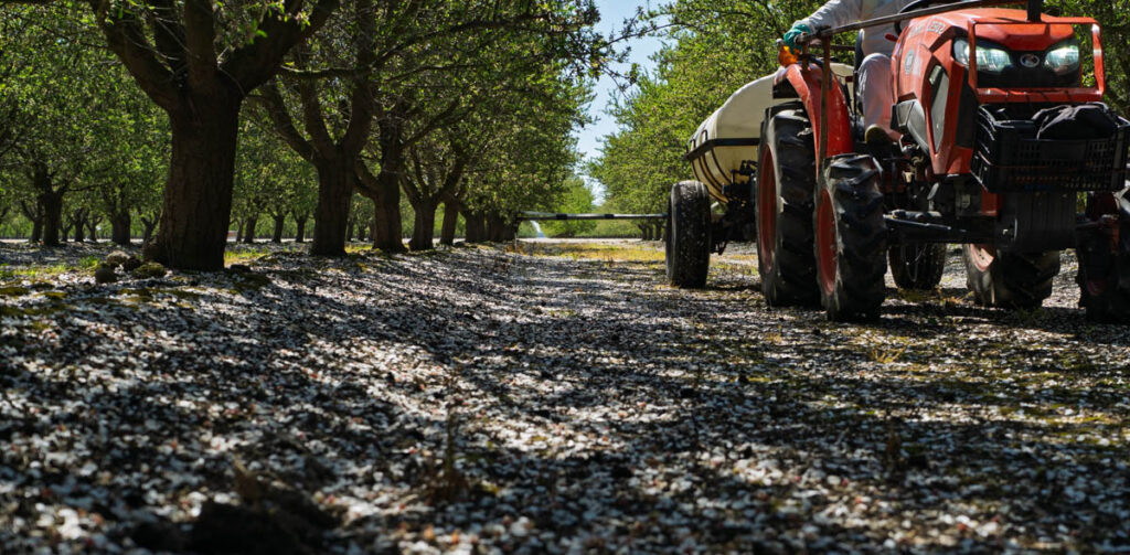 Applying UN32 on flood irrigated almonds