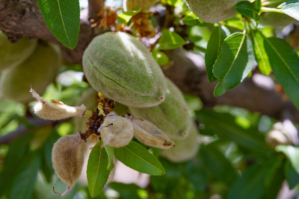 almond nut drop