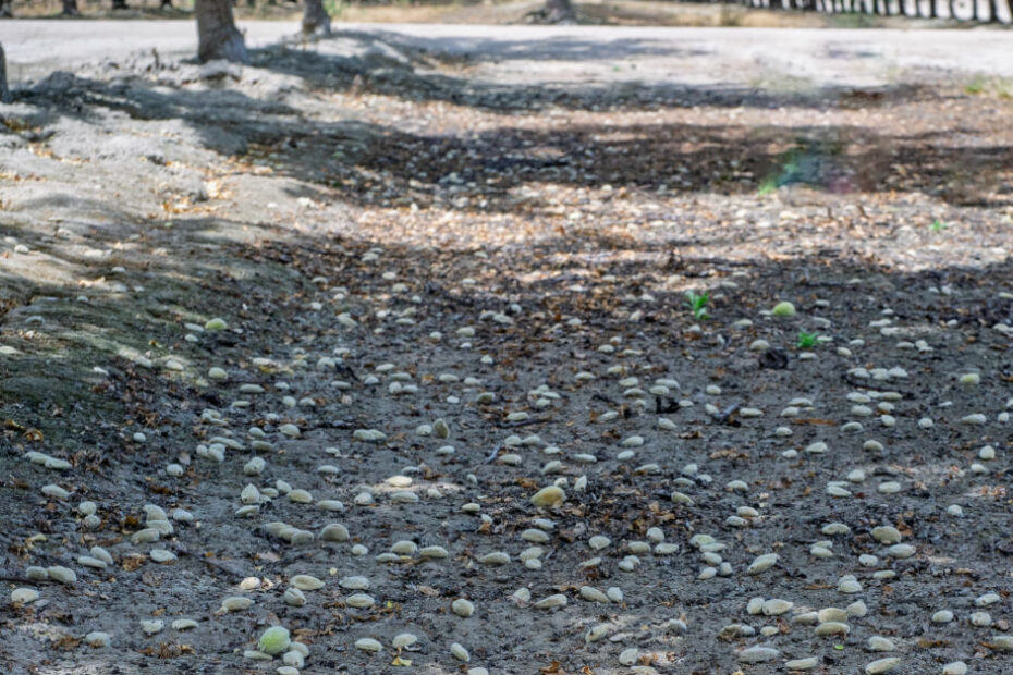almond nut drop and why it happens