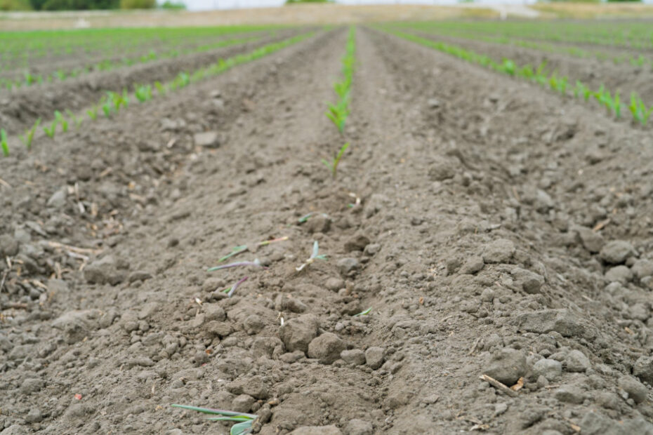 Corn damaged by squirrel