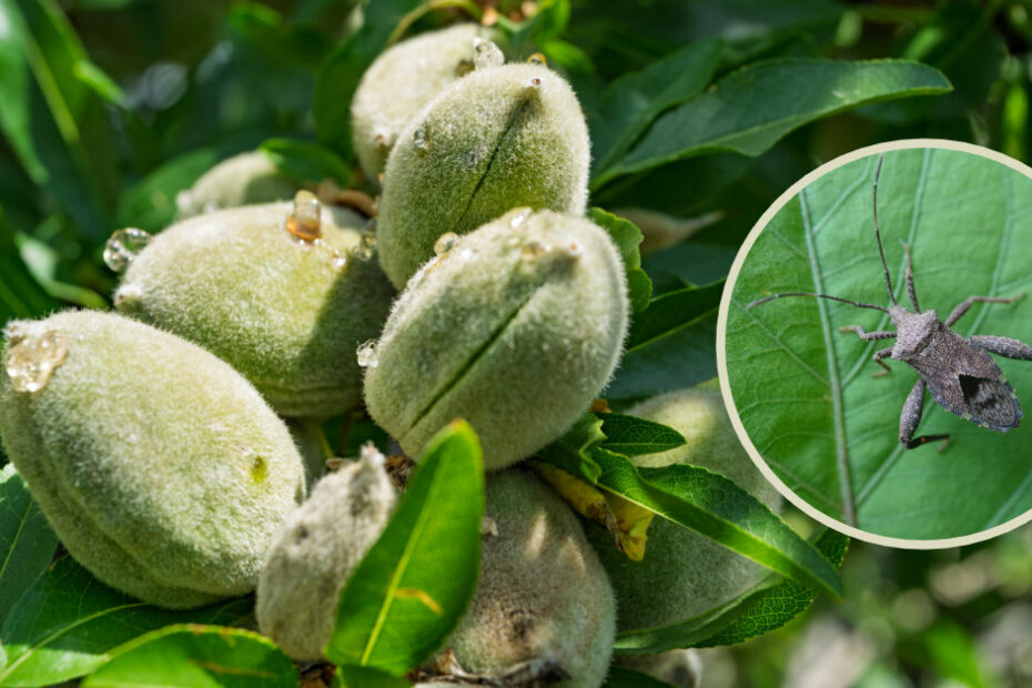 Leaf bug in almond orchard