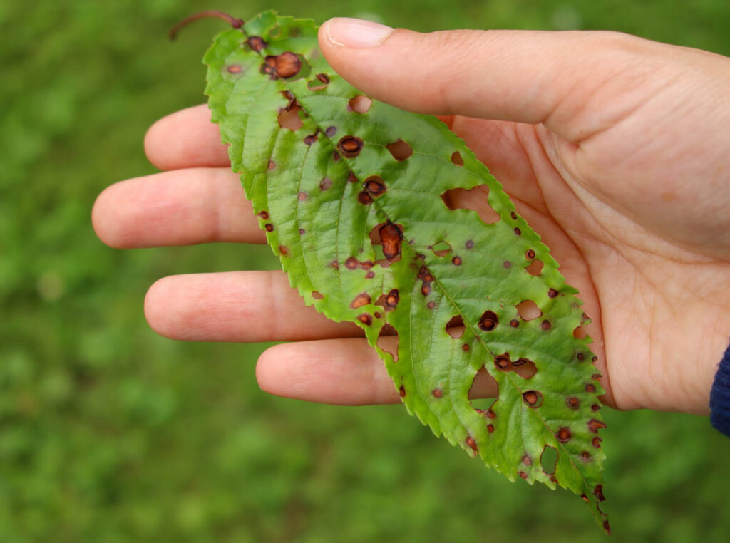 Shot hole in cherry tree leaf