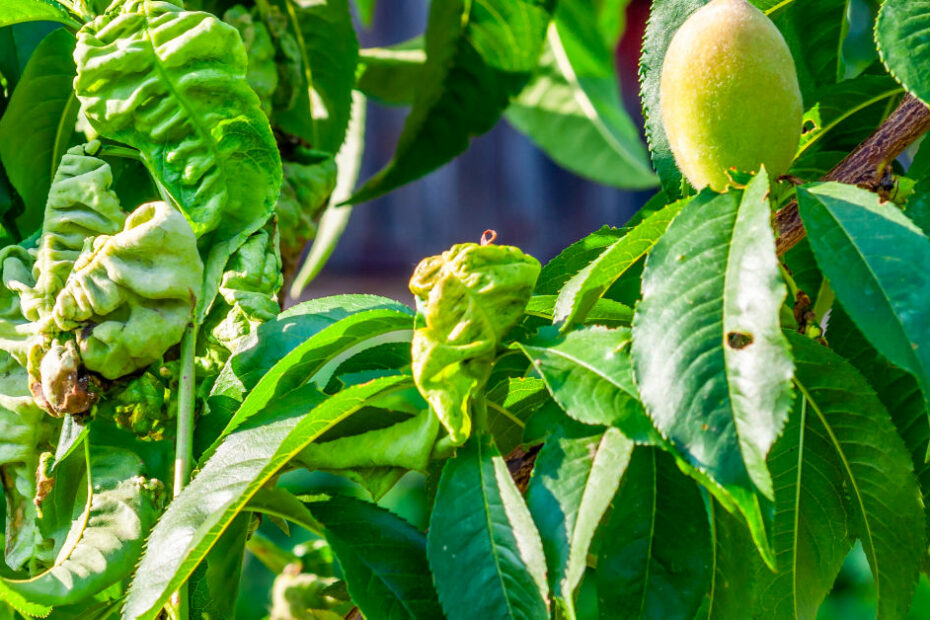 Shot hole in permanent crops