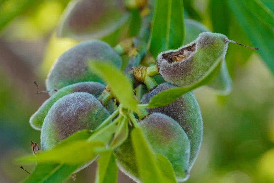 Almond fruit rot
