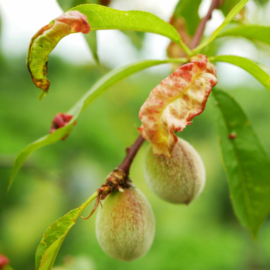 Ealy signs of almond fruit rot