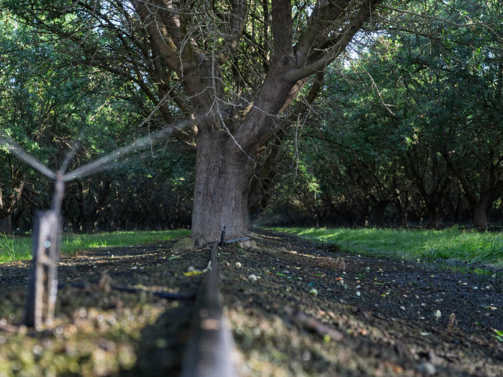 Pressure bomb for irrigations