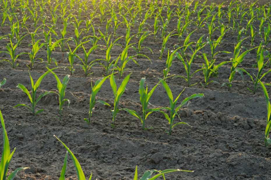 What is corn stand
