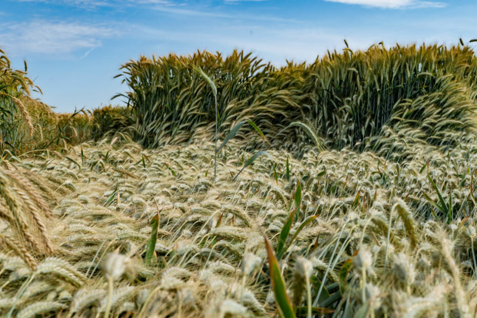 Crop lodging and how to prevent it