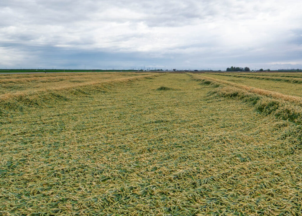 Triticale crop lodged