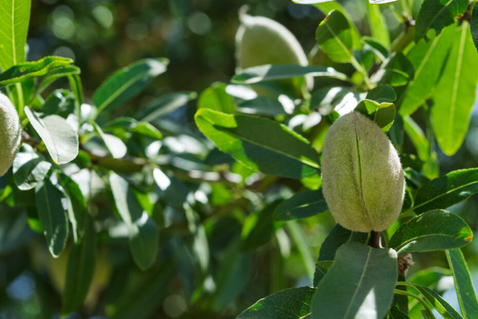 almon orchard edge spray