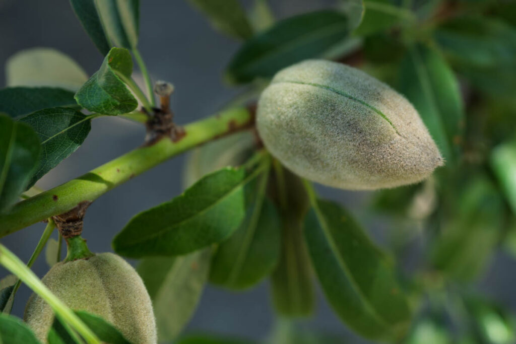 almond orchard edge spray