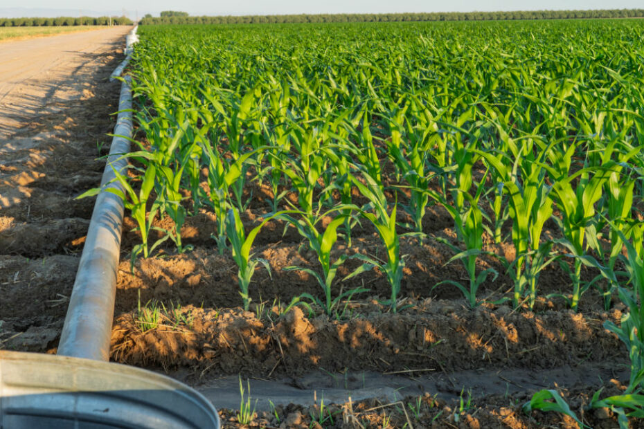 Corn irrigaiton frequency is veyr important