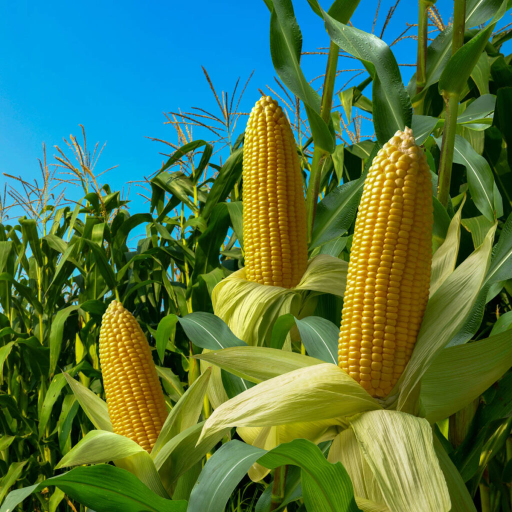 Corn kernel count