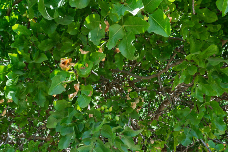 Spray drift and how to prevent it