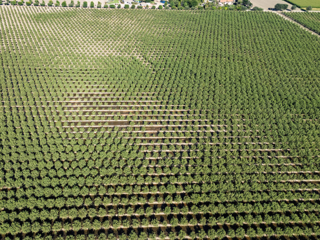 Varying soil almond field