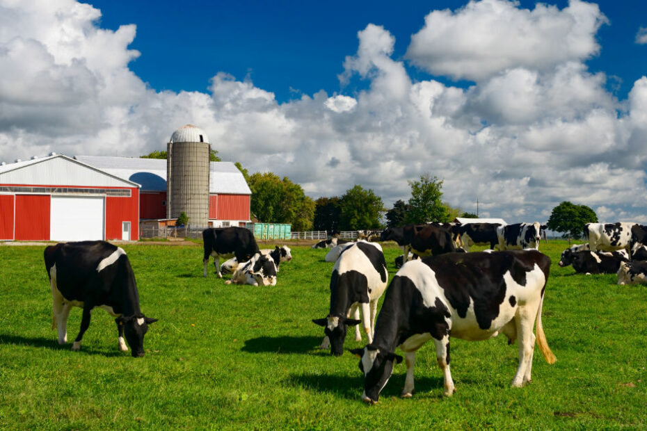 cow appreciation day in July
