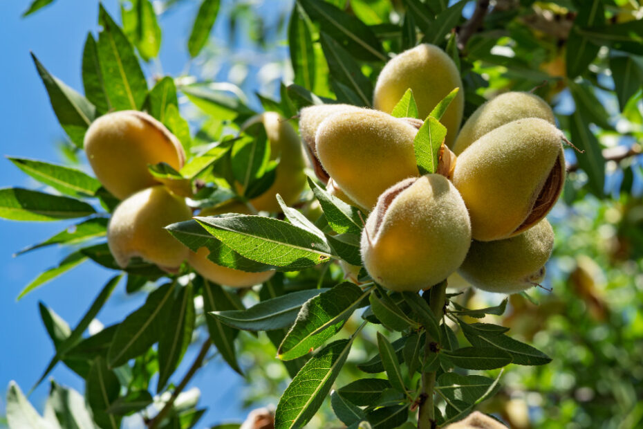 almond harvest timing is important