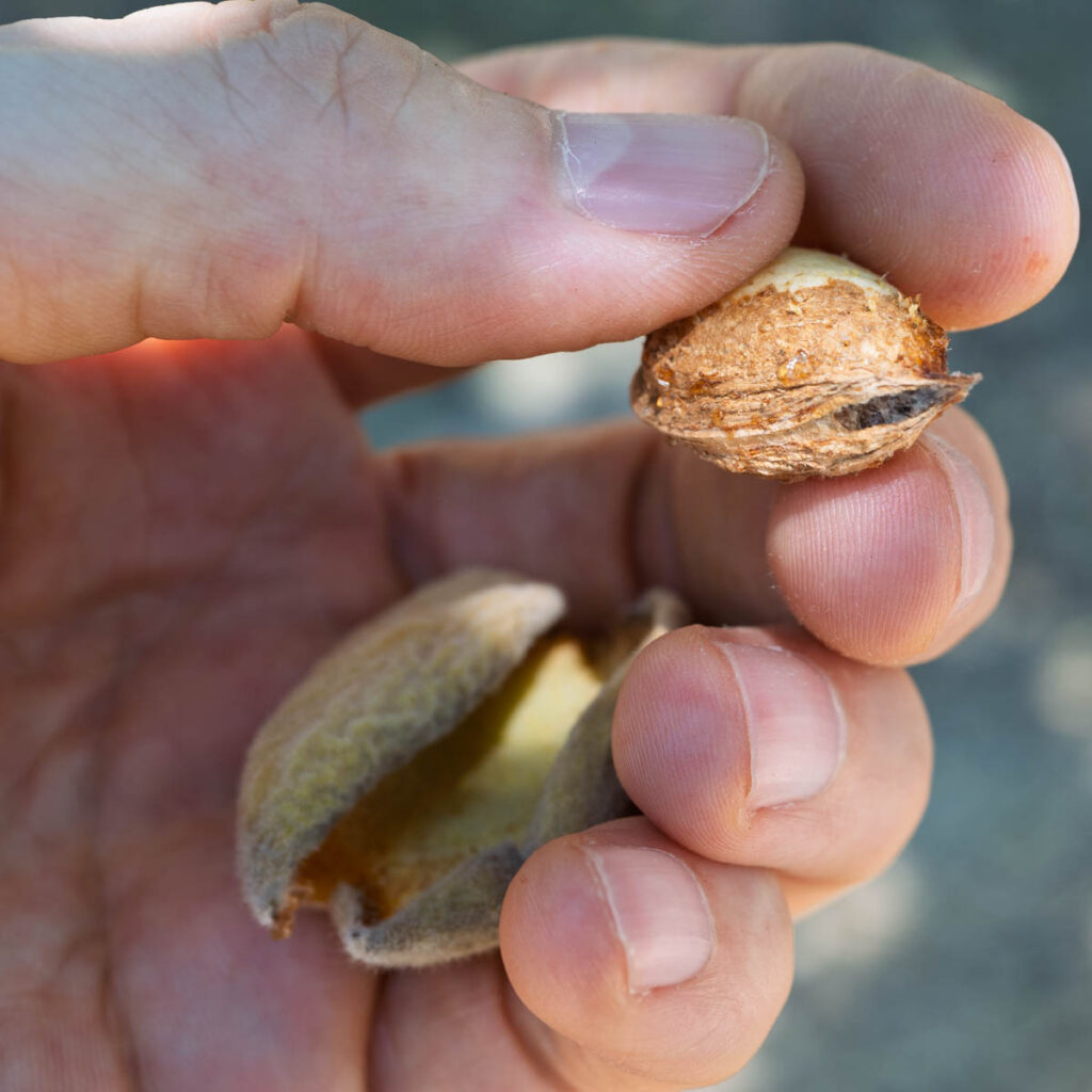 navel orangeworm in almond kernel
