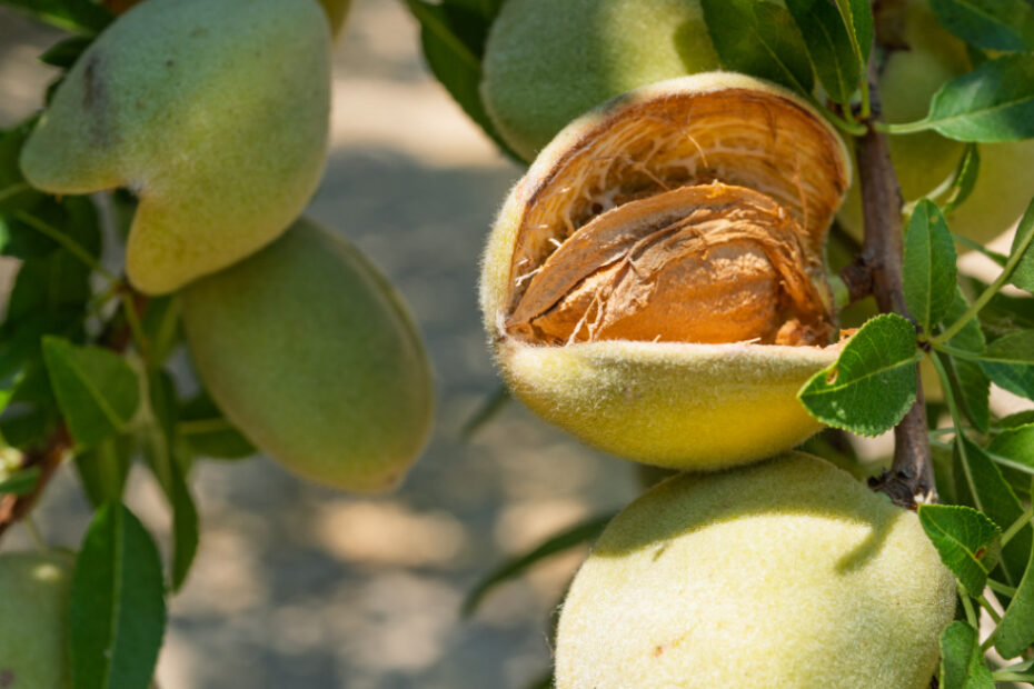 almond hull split