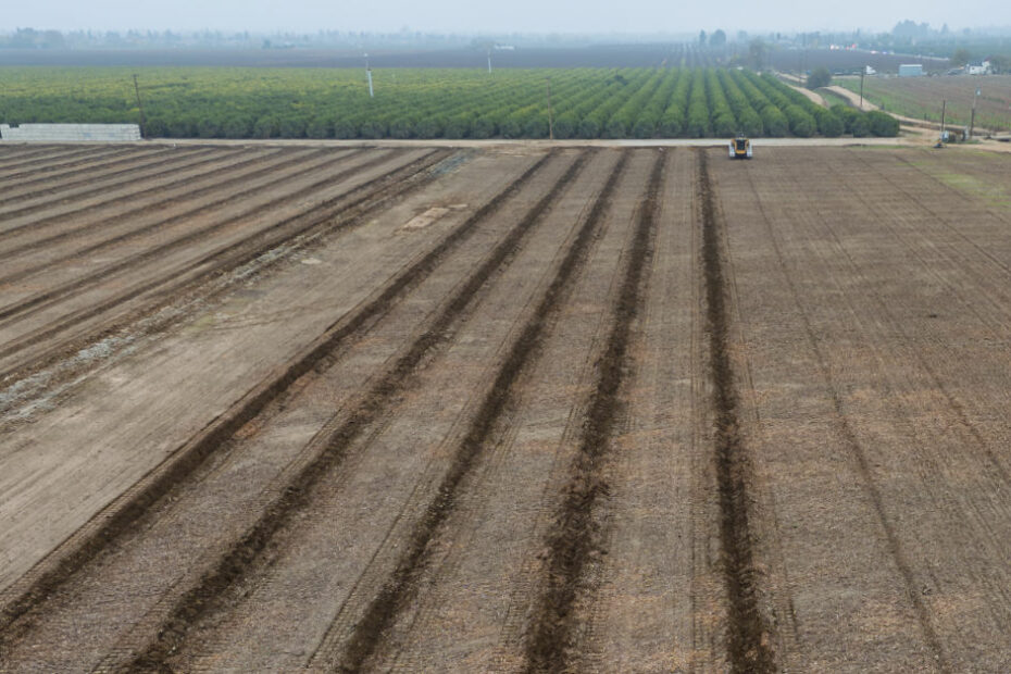New orchard being deep-ripped