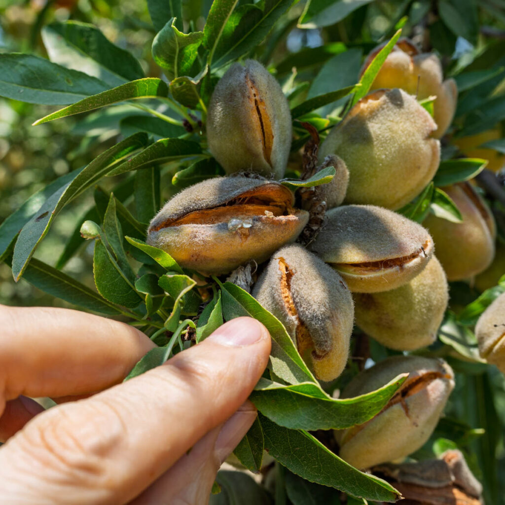 almond damage