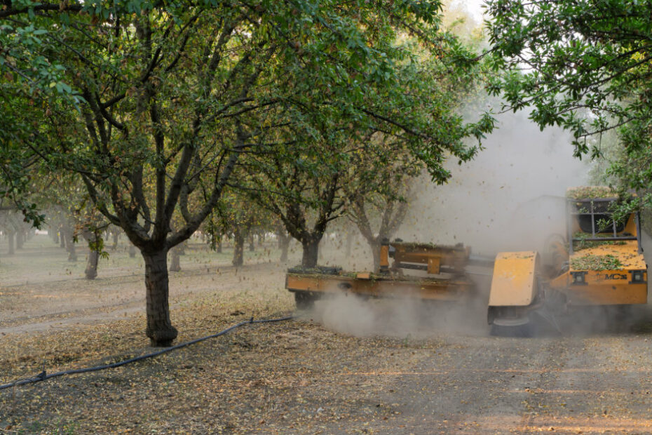 Almond harvest timing is crustal