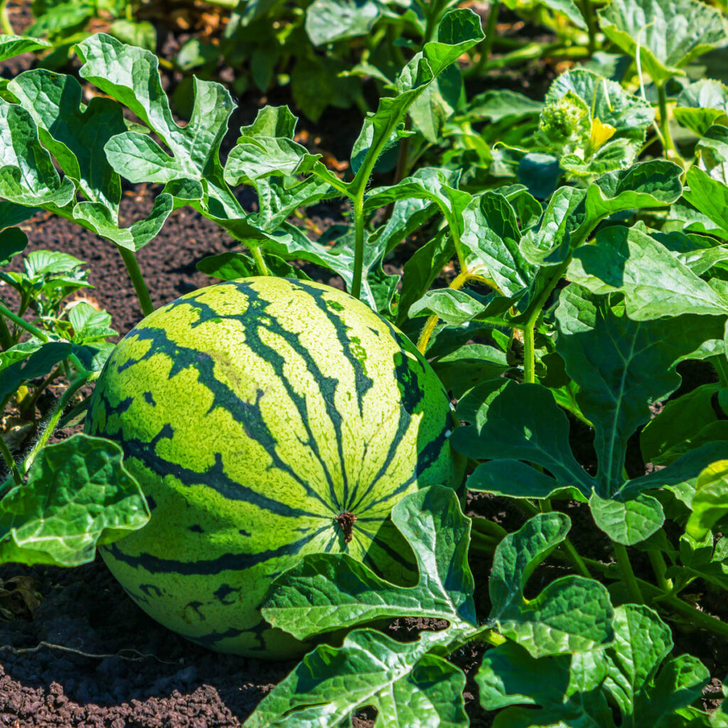 Watermelon planting