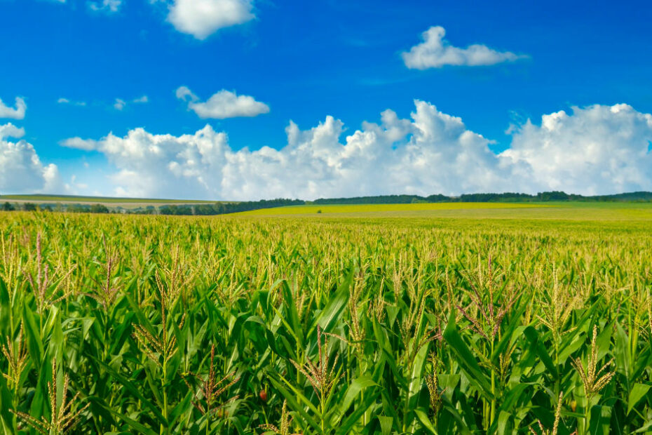 Silage feed report